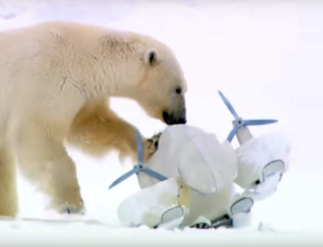 jegesmedve és a kamera